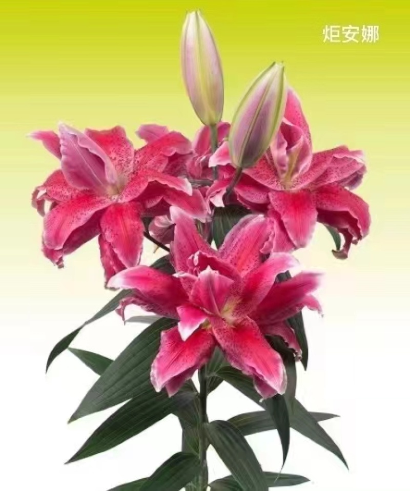 进口香水百合花种球带芽发货好养活耐寒四季盆栽室内阳台花卉