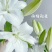 进口香水百合花种球带芽发货好养活耐寒四季盆栽室内阳台花卉