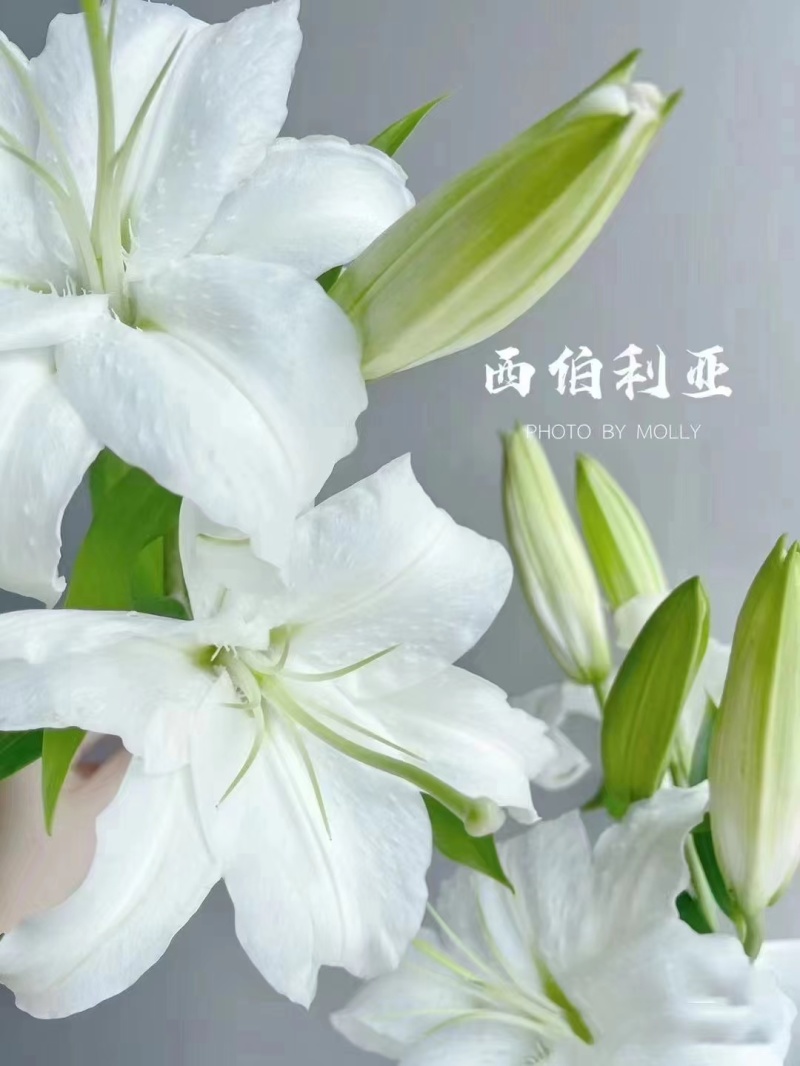 进口香水百合花种球带芽发货好养活耐寒四季盆栽室内阳台花卉