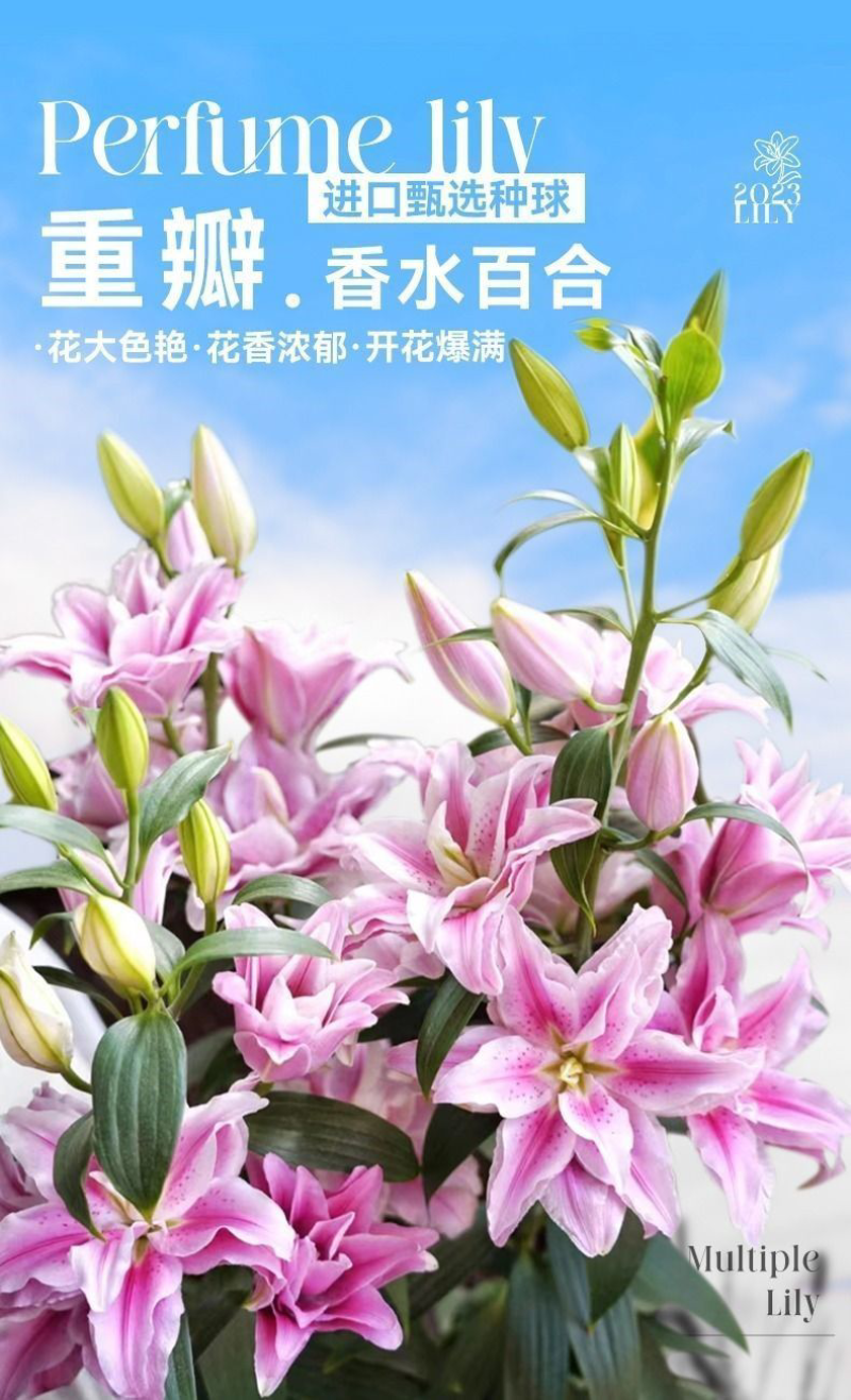 进口香水百合花种球带芽发货好养活耐寒四季盆栽室内阳台花卉