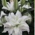 进口香水百合花种球带芽发货好养活耐寒四季盆栽室内阳台花卉