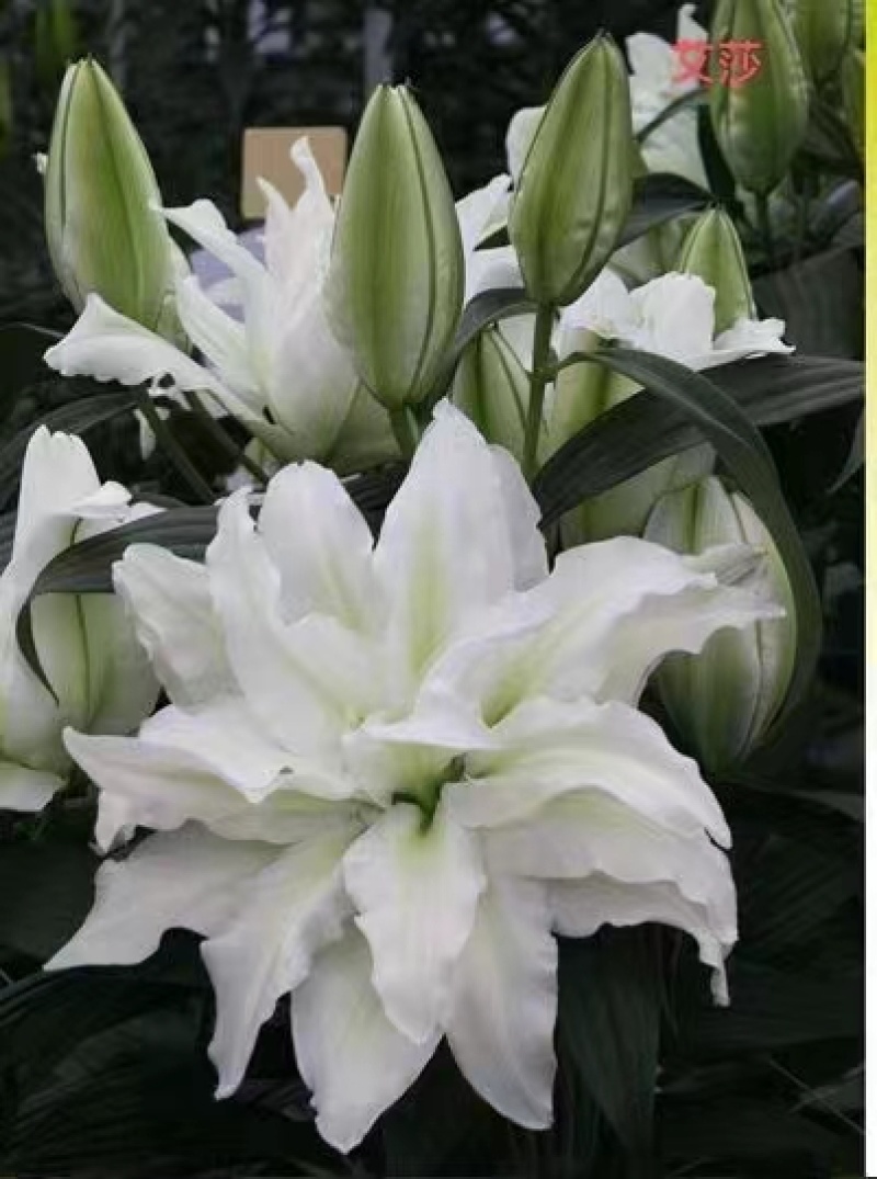 进口香水百合花种球带芽发货好养活耐寒四季盆栽室内阳台花卉
