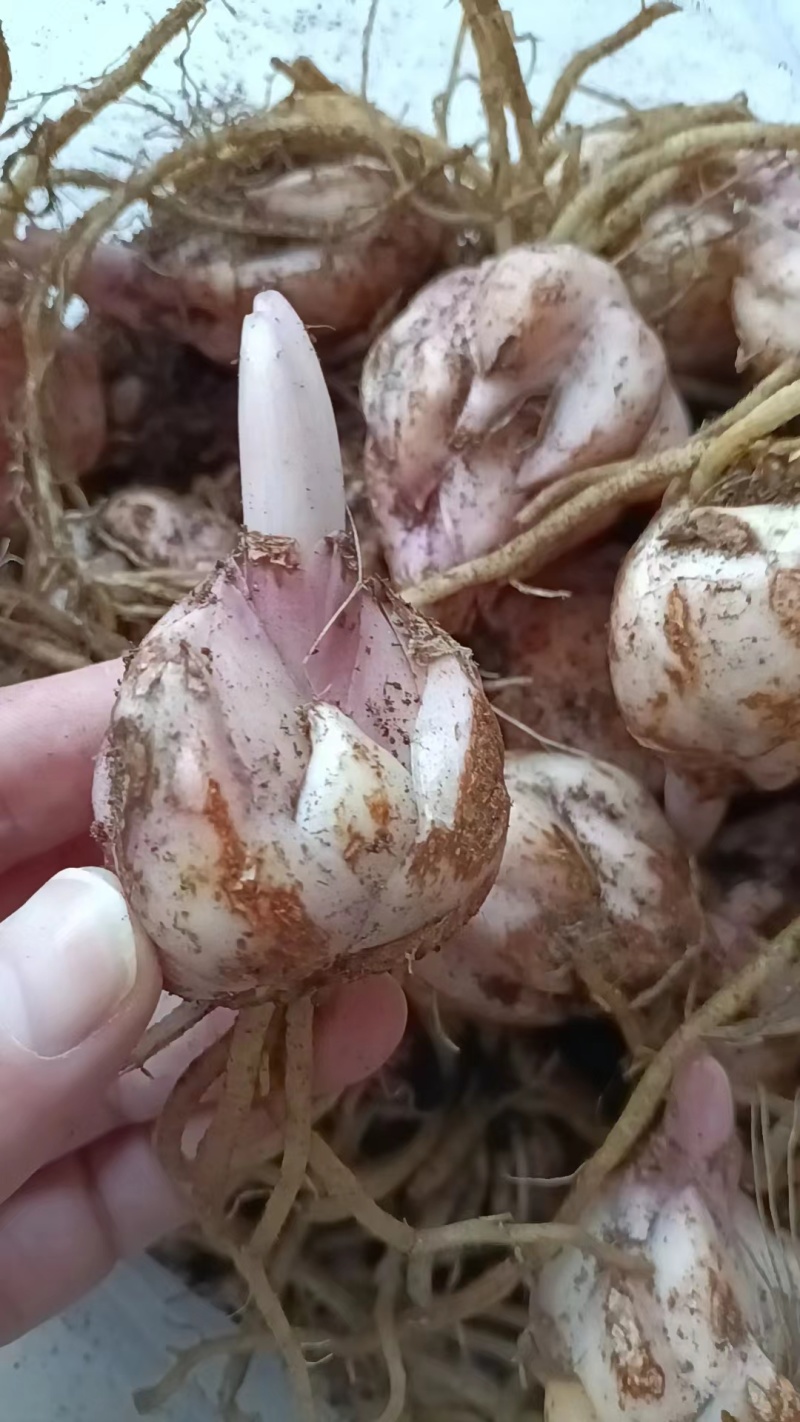 进口香水百合花种球带芽发货好养活耐寒四季盆栽室内阳台花卉