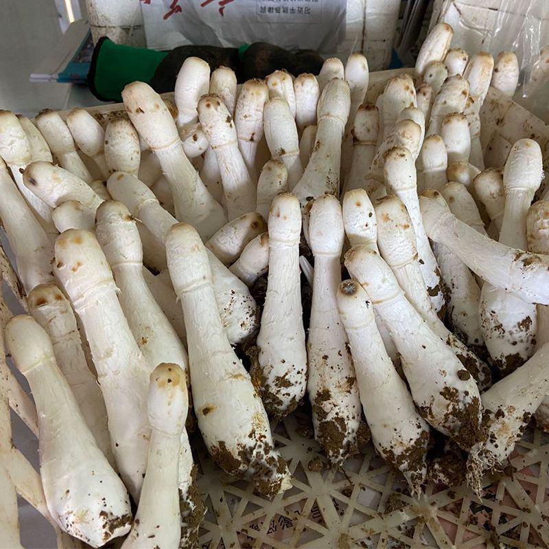 当季蘑菇新鲜真空直供鸡腿菇菌菇鲜批发火锅煲汤食材鸡腿菇