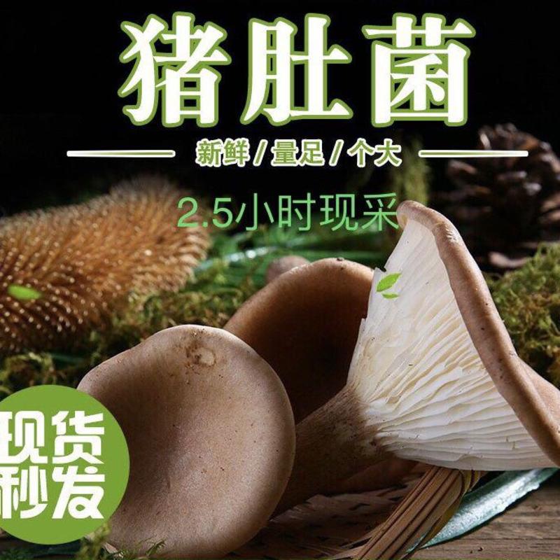 猪肚菌菇类新鲜菇人工食用菌当季火锅散装纯蘑菇猪肚菇类