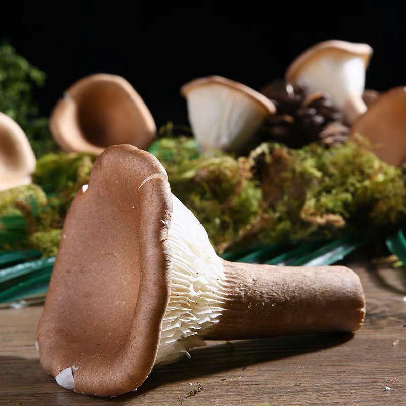 猪肚菌菇类新鲜菇人工食用菌当季火锅散装纯蘑菇猪肚菇类