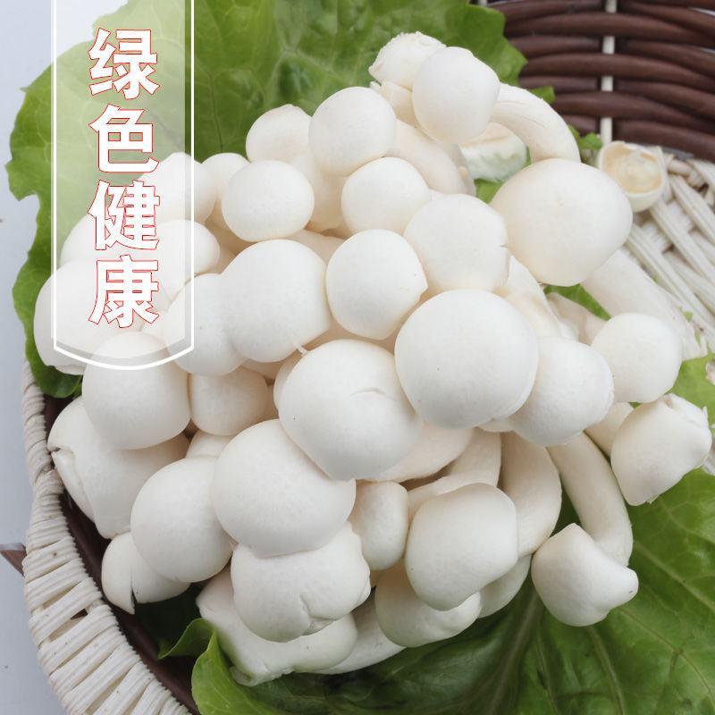 新鲜白玉菇食用菌菇蟹味蘑菇海鲜菇包邮煲汤新鲜蔬菜蘑菇制品