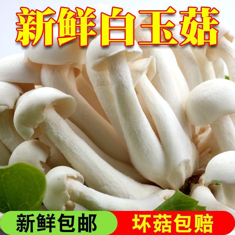 新鲜白玉菇食用菌菇蟹味蘑菇海鲜菇包邮煲汤新鲜蔬菜蘑菇制品
