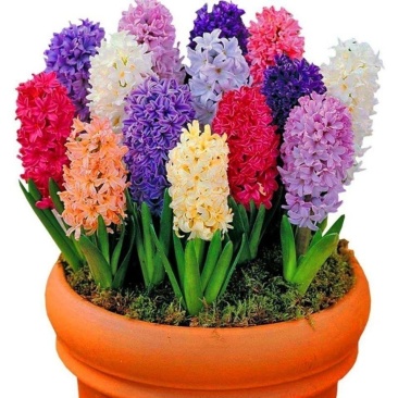 风信子种球水培植物盆栽花卉室内绿植四季好养百合郁金香花卉