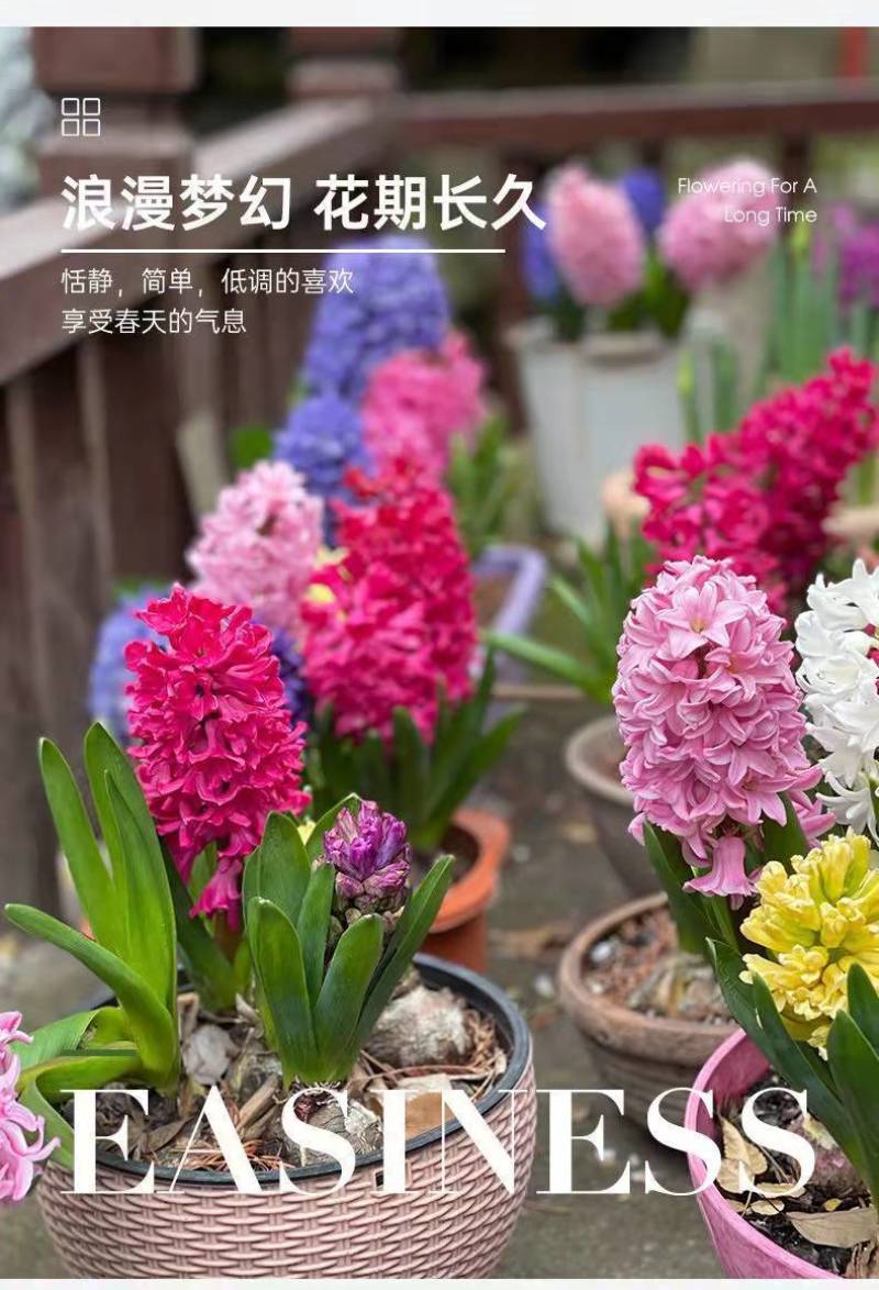 风信子种球水培植物盆栽花卉室内绿植四季好养百合郁金香花卉
