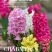 风信子种球水培植物盆栽花卉室内绿植四季好养百合郁金香花卉