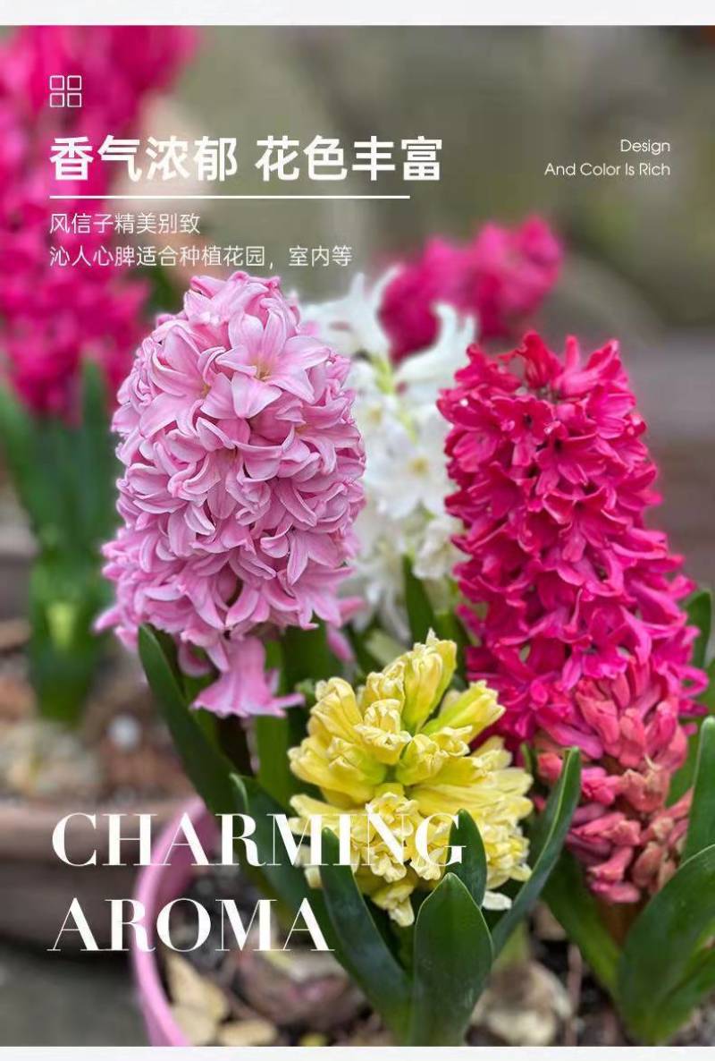 风信子种球水培植物盆栽花卉室内绿植四季好养百合郁金香花卉