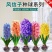 风信子种球水培植物盆栽花卉室内绿植四季好养百合郁金香花卉