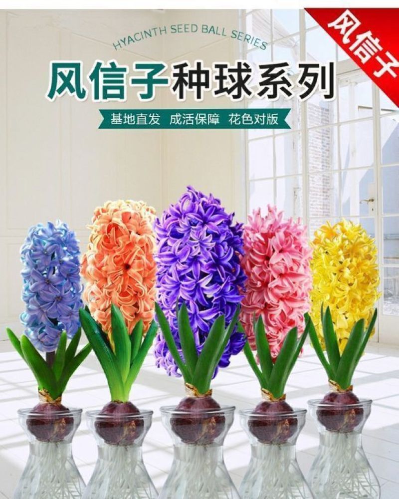 风信子种球水培植物盆栽花卉室内绿植四季好养百合郁金香花卉