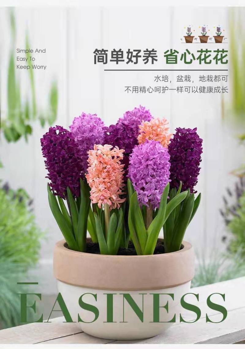 风信子种球水培植物盆栽花卉室内绿植四季好养百合郁金香花卉