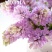 风信子种球水培植物盆栽花卉室内绿植四季好养百合郁金香花卉