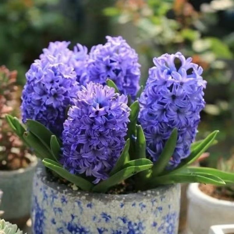 风信子种球水培植物盆栽花卉室内绿植四季好养百合郁金香花卉