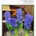 风信子种球水培植物盆栽花卉室内绿植四季好养百合郁金香花卉