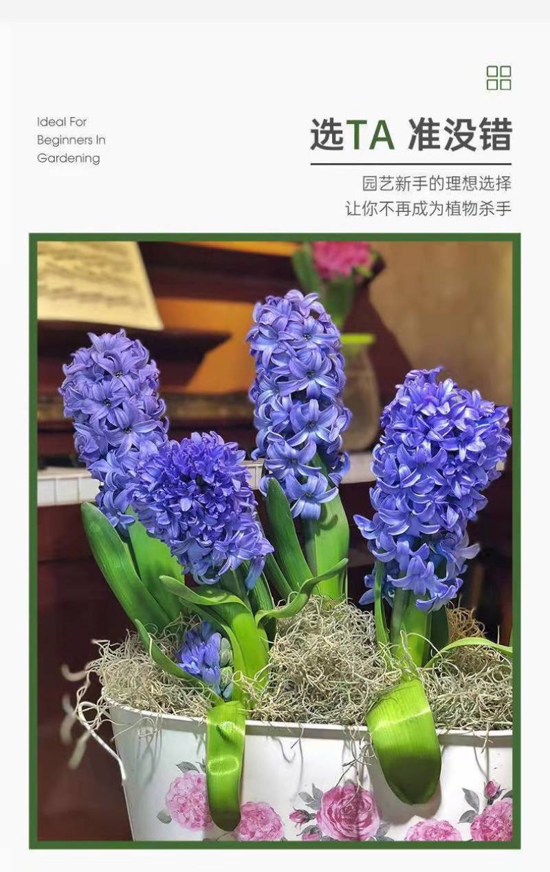 风信子种球水培植物盆栽花卉室内绿植四季好养百合郁金香花卉