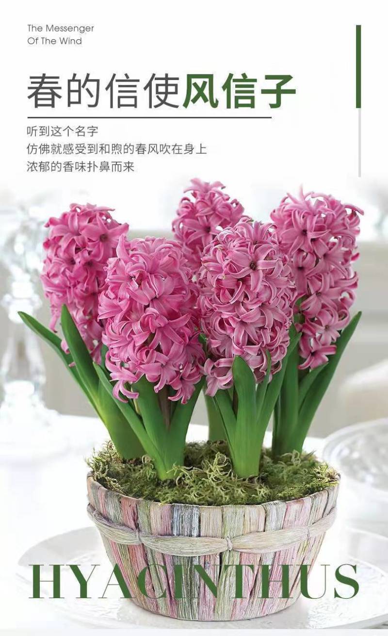 风信子种球水培植物盆栽花卉室内绿植四季好养百合郁金香花卉