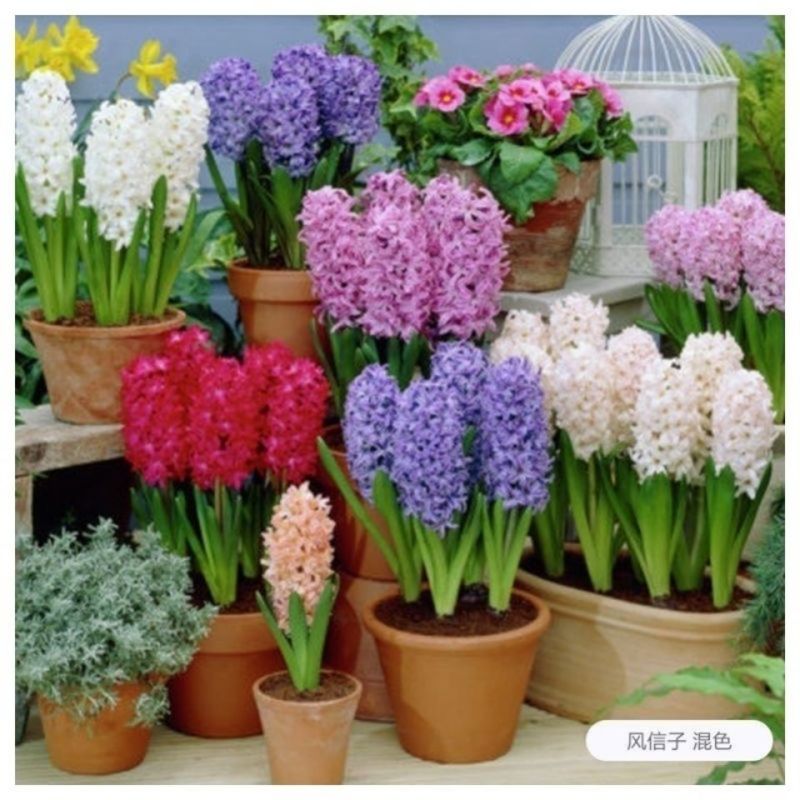 风信子种球水培植物盆栽花卉室内绿植四季好养百合郁金香花卉
