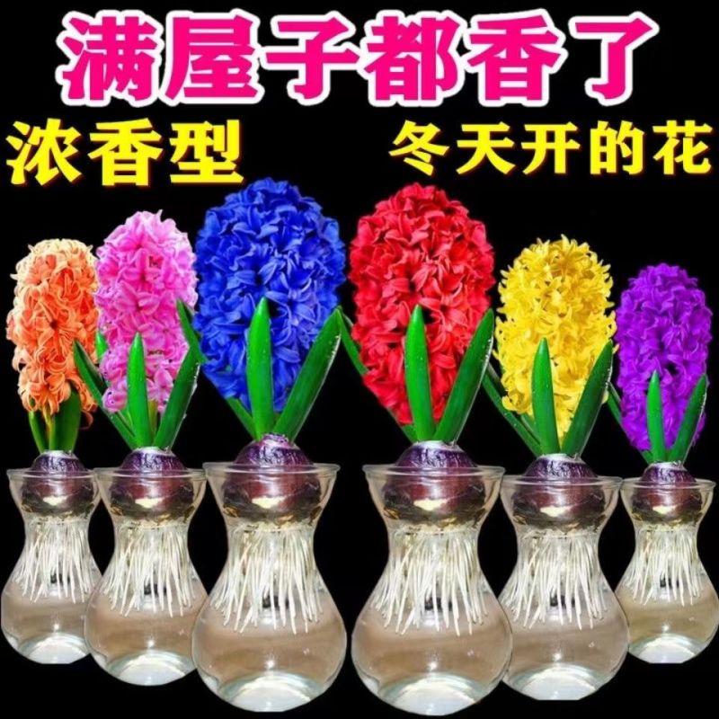 风信子种球水培植物盆栽花卉室内绿植四季好养百合郁金香花卉