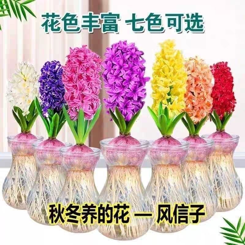 风信子种球水培植物盆栽花卉室内绿植四季好养百合郁金香花卉