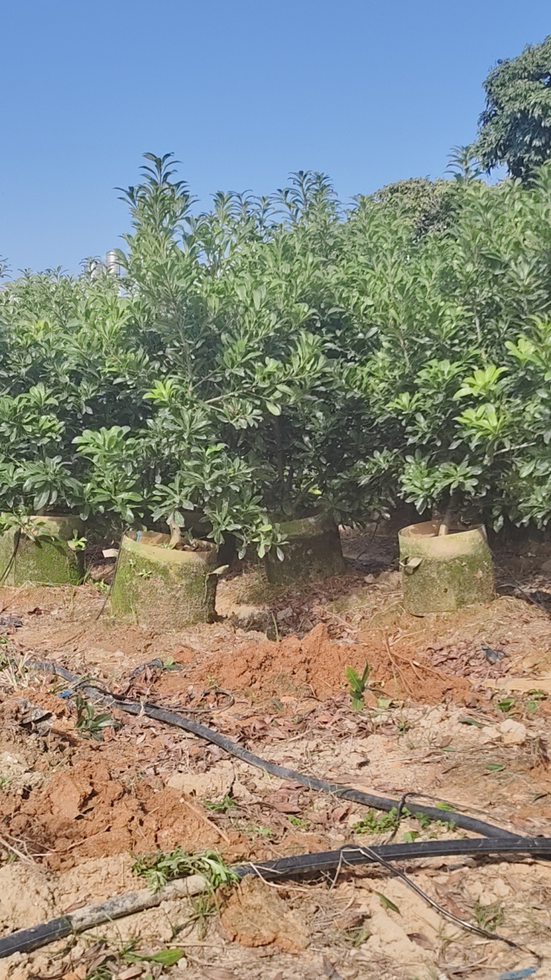 东魁杨梅苗