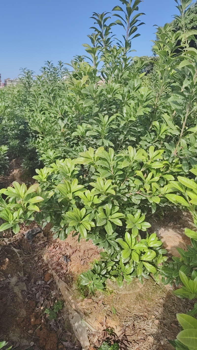 东魁杨梅苗