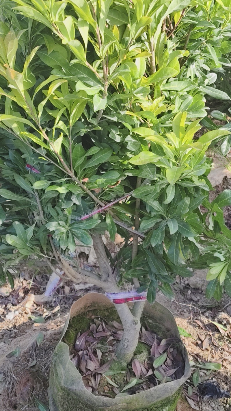 东魁杨梅苗