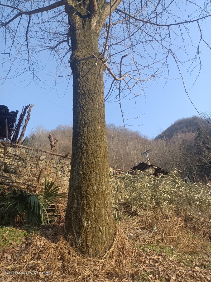 原生银杏树