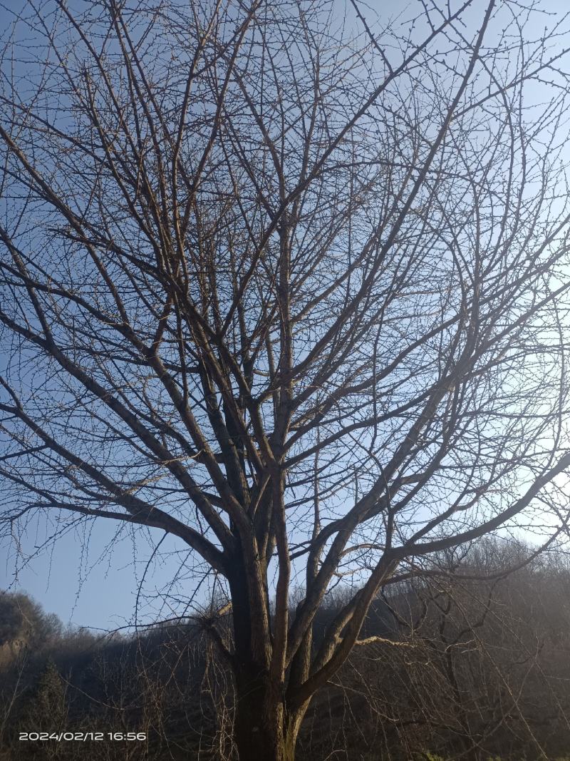 原生银杏树