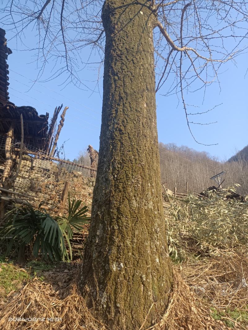 原生银杏树