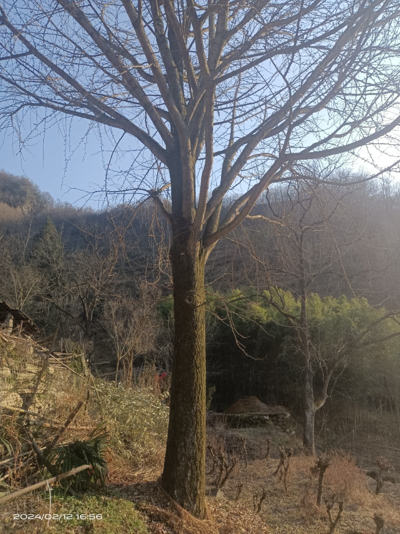 原生银杏树