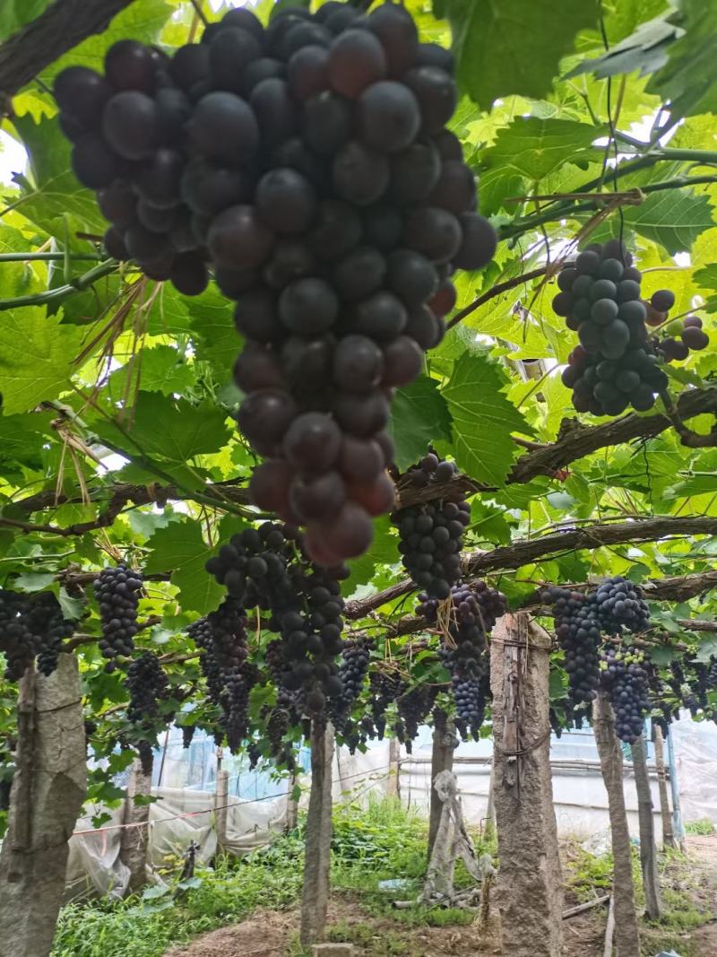 玫瑰香葡萄