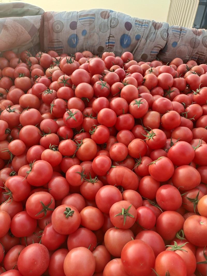 精品硬粉西红柿大量上市。质优价廉欢迎各位老板前来订购！来