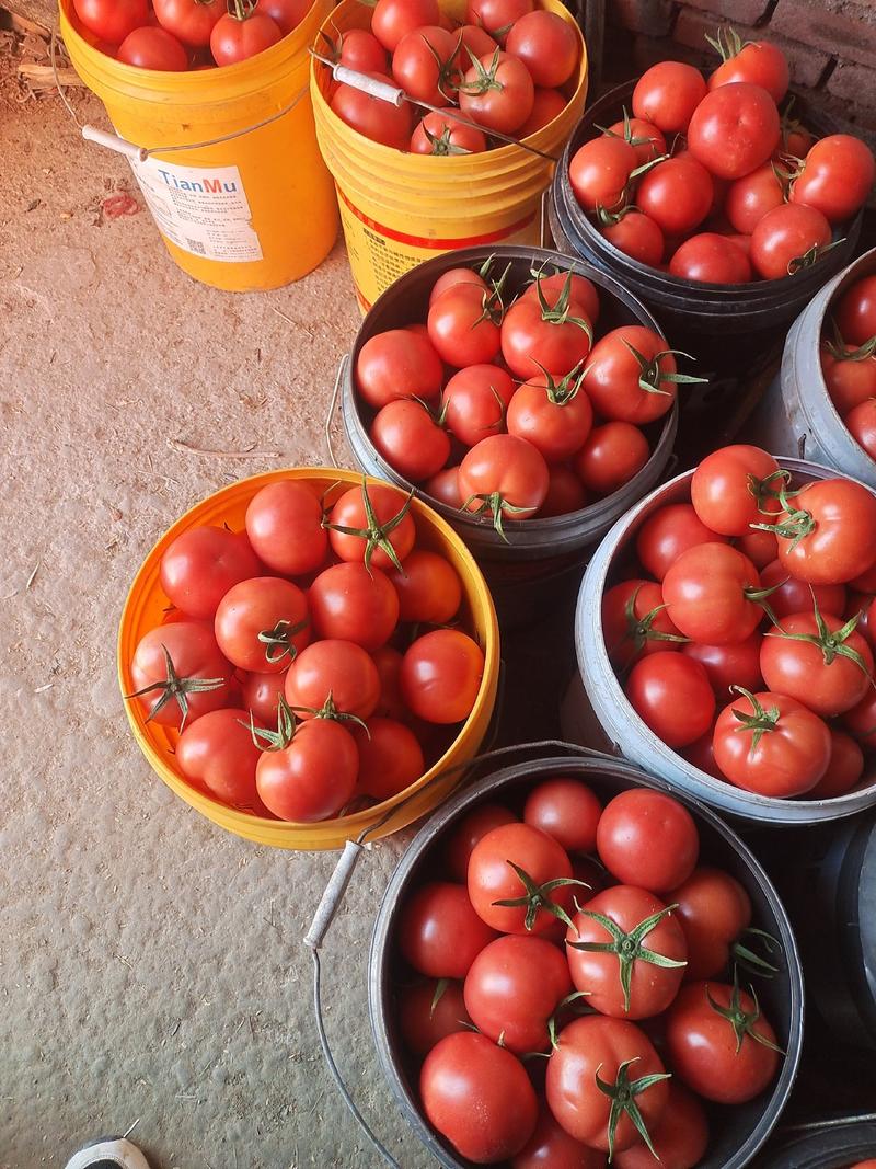精品硬粉西红柿大量上市。质优价廉欢迎各位老板前来订购！来