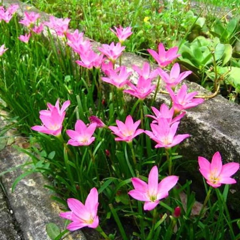 风雨兰种球易种盆栽阳台庭院绿化四季种植绿植花
