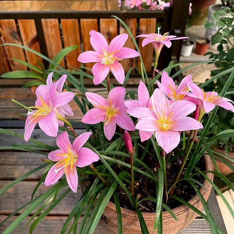 风雨兰种球易种盆栽阳台庭院绿化四季种植绿植花