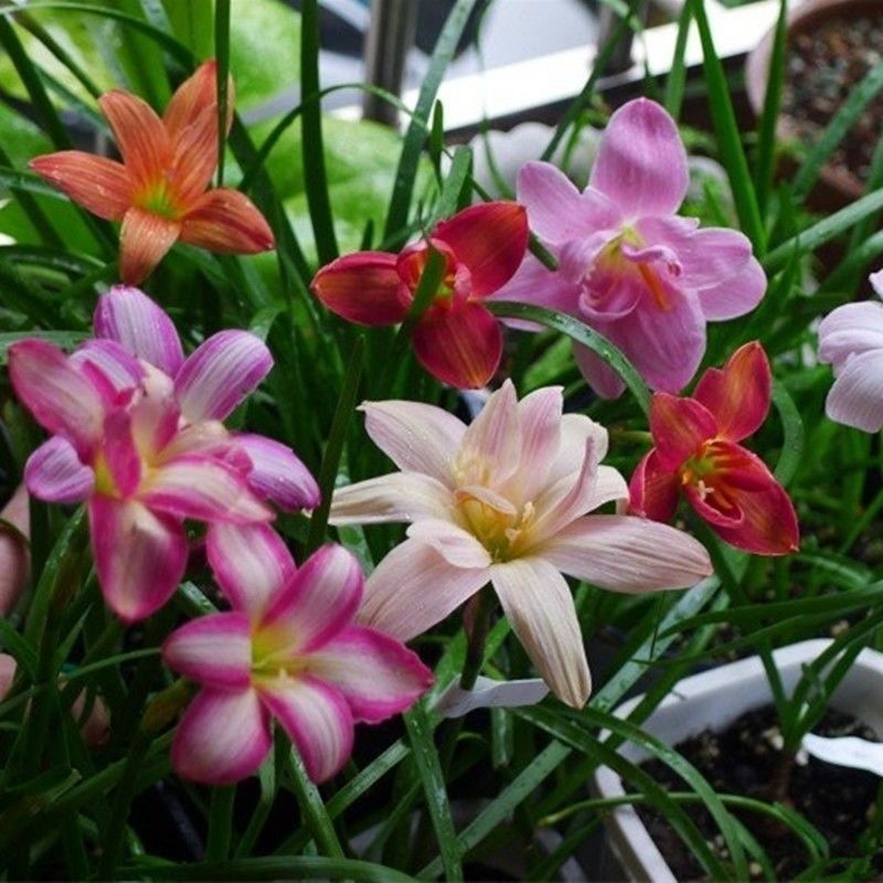 风雨兰种球易种盆栽阳台庭院绿化四季种植绿植花