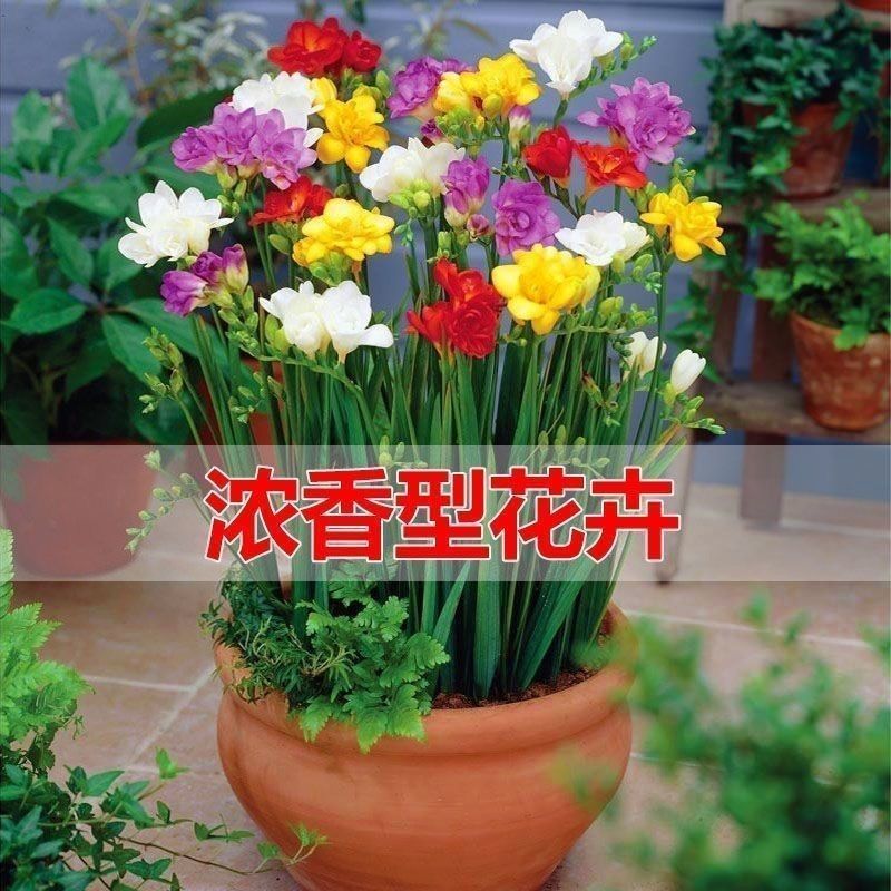 香雪兰种球小苍兰四季多年生球根易种花卉盆栽种子浓香观花绿