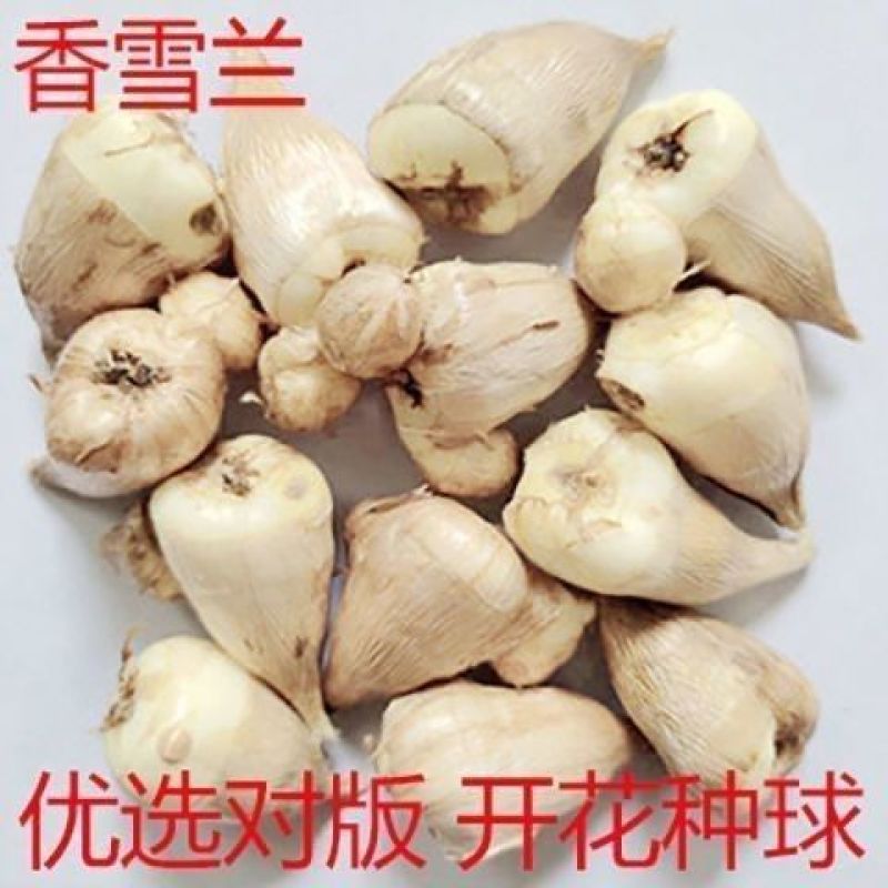 香雪兰种球小苍兰四季多年生球根易种花卉盆栽种子浓香观花绿