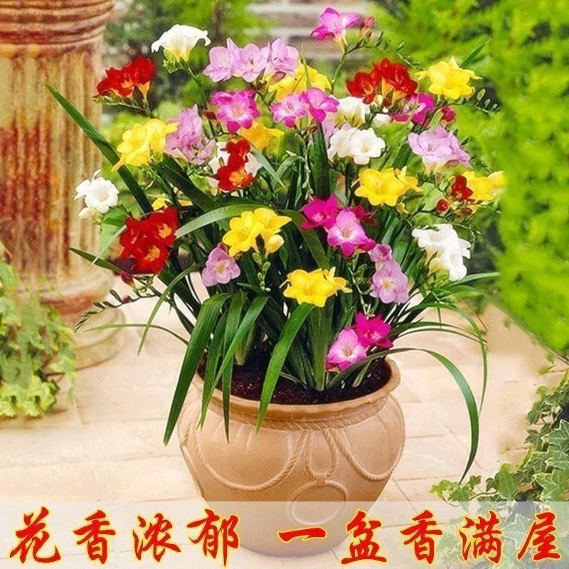 香雪兰种球小苍兰四季多年生球根易种花卉盆栽种子浓香观花绿