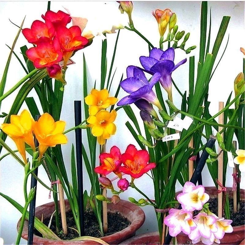 香雪兰种球小苍兰四季多年生球根易种花卉盆栽种子浓香观花绿