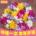 香雪兰种球小苍兰四季多年生球根易种花卉盆栽种子浓香观花绿