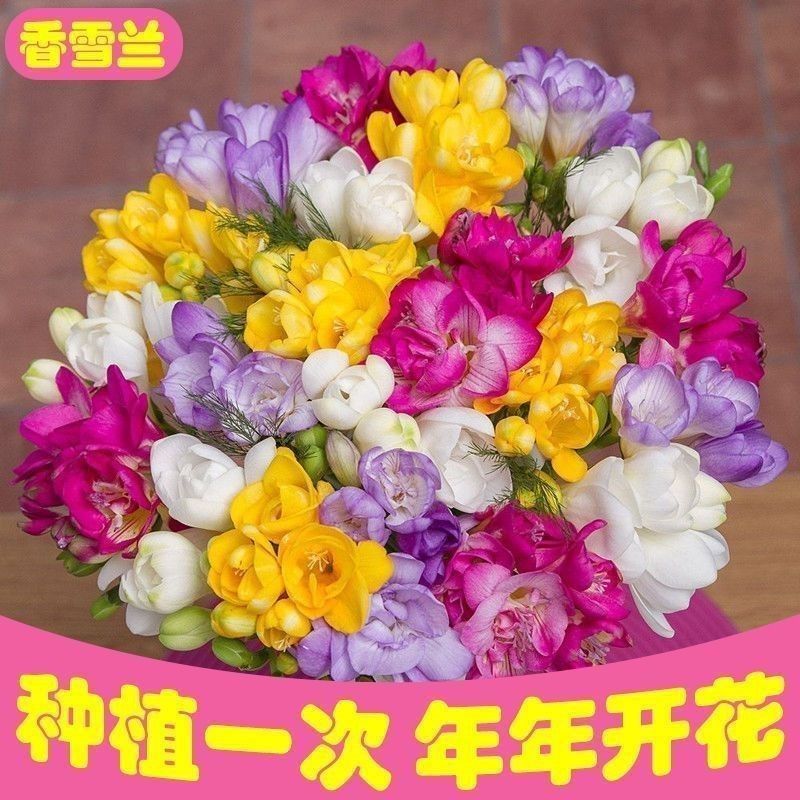 香雪兰种球小苍兰四季多年生球根易种花卉盆栽种子浓香观花绿