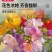 香雪兰种球小苍兰四季多年生球根易种花卉盆栽种子浓香观花绿