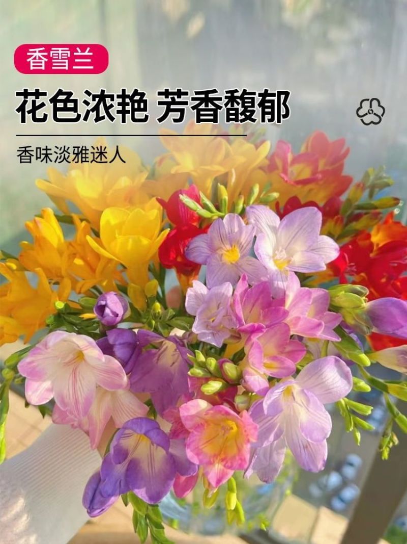 香雪兰种球小苍兰四季多年生球根易种花卉盆栽种子浓香观花绿