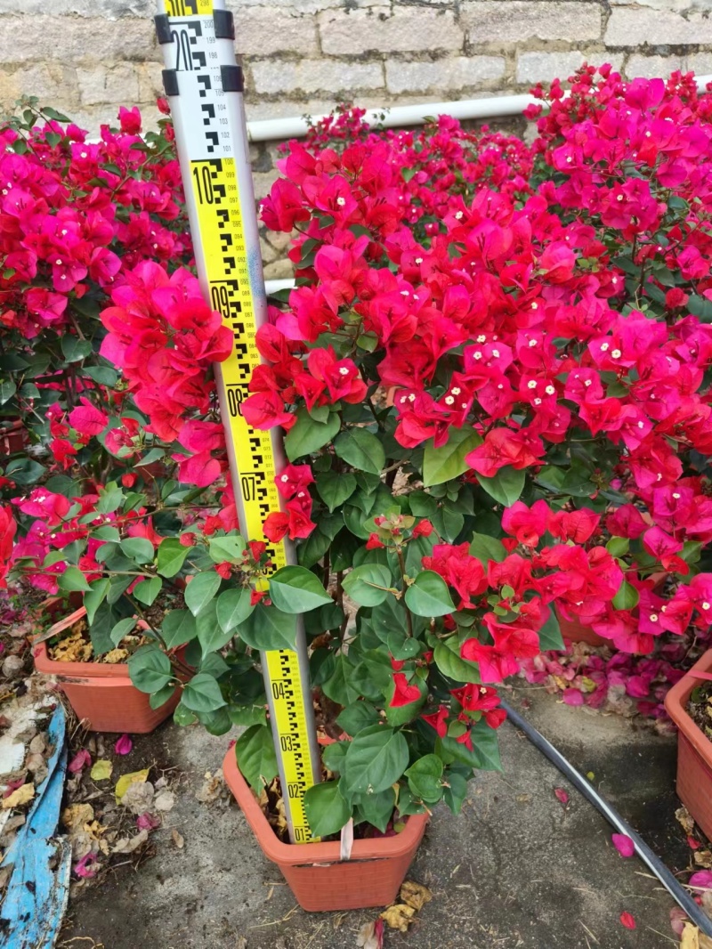 红花三角梅