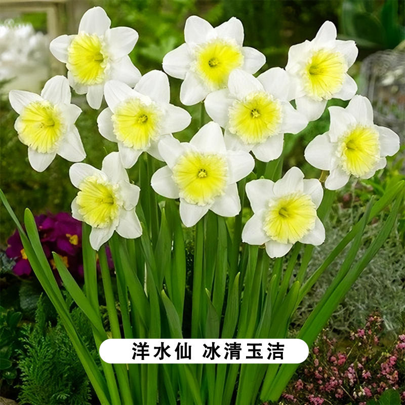 水仙花水培四季开花盆栽耐寒植物室内易养活花卉绿植